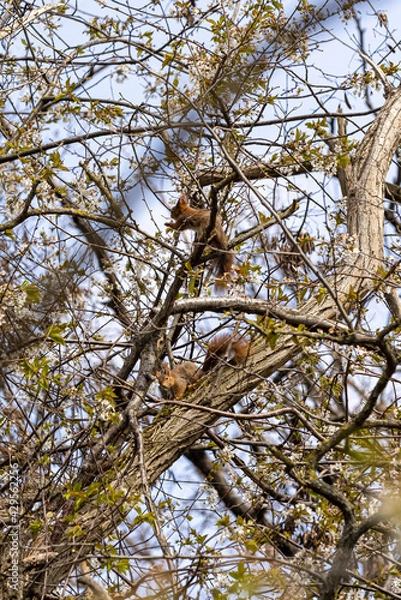 Fototapeta Eichhörnchen