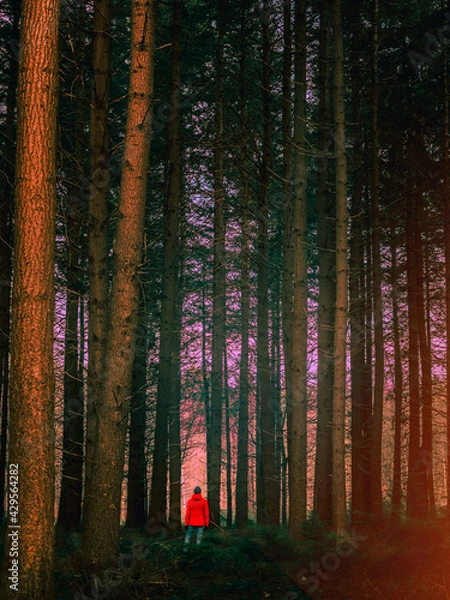 Obraz Lost in the Magic Forest