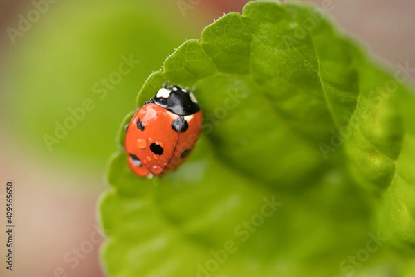 Obraz ladybug on a leaf