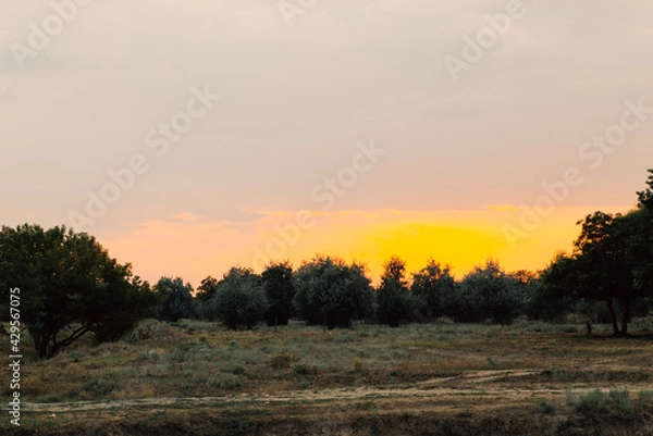 Obraz the sun is setting behind the forest