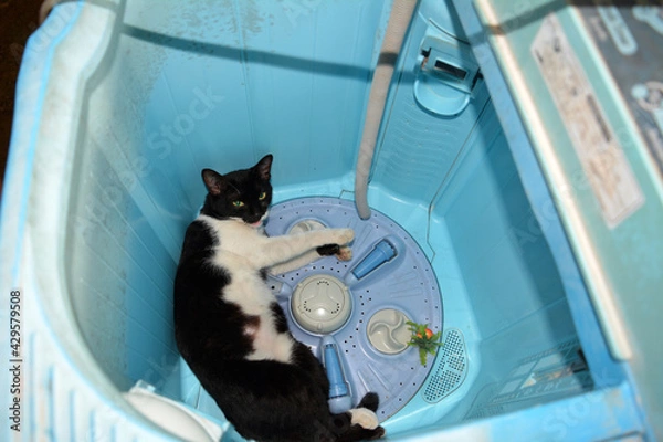 Obraz cat in a bathroom