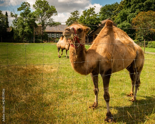 Obraz camel in the desert