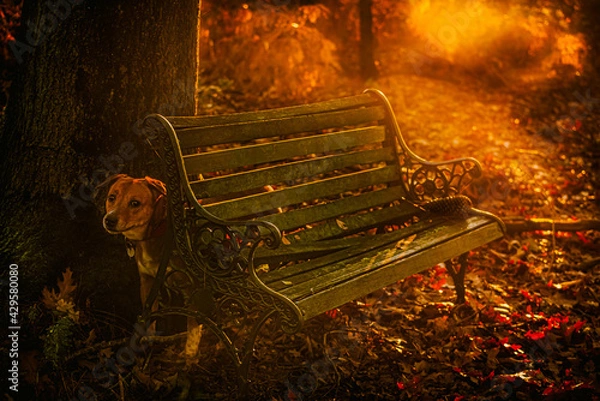 Obraz bench at night