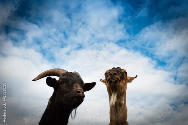 Obraz sheep in the sky