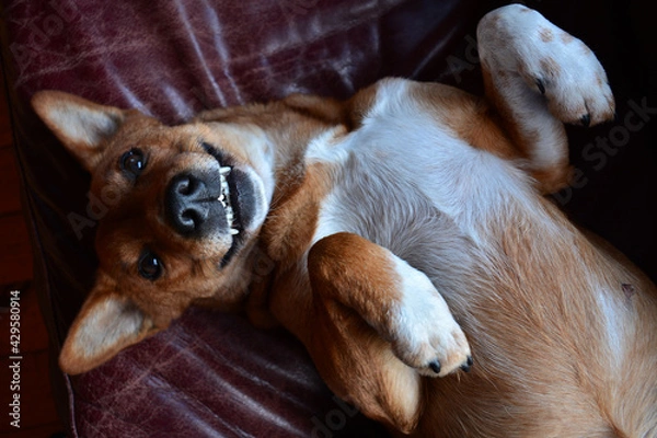 Obraz dog sleeping on the couch