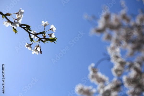 Fototapeta さくら