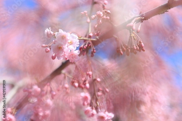 Fototapeta さくら