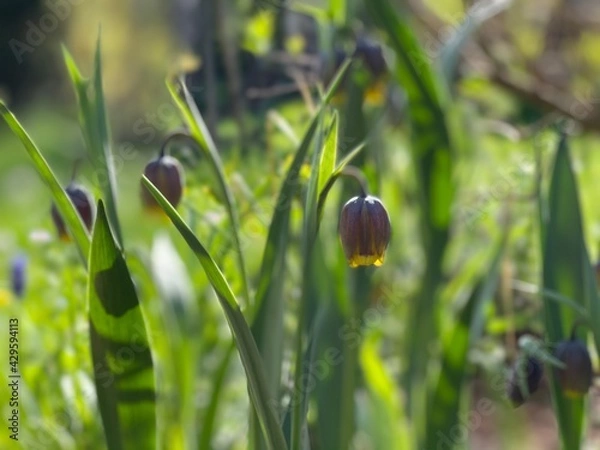 Obraz snail on a flower