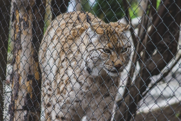Fototapeta Zoo animals