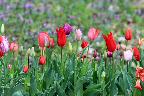 Fototapeta Colorful tulips in the park in spring