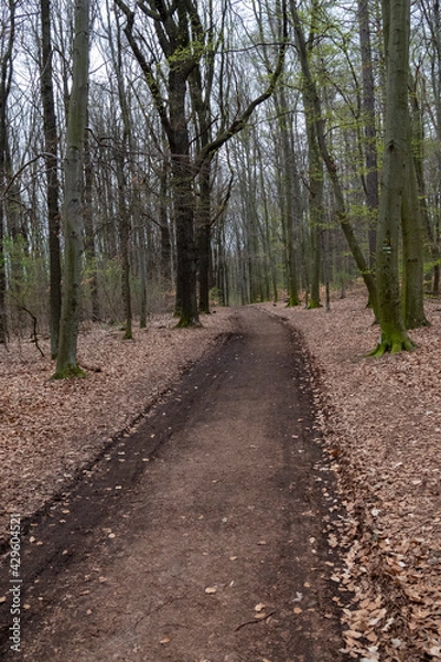 Obraz Waldweg