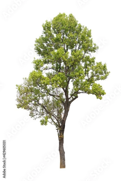 Fototapeta tree isolated on white background