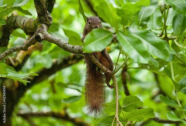 Obraz squirrel in tree