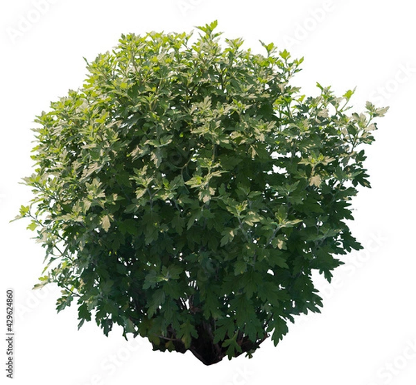 Obraz Common mugwort shrub isolated on white background