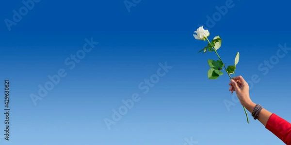 Obraz Isolated woman's hand holding white rose on the blue background. A symbol of peaceful protests in Belarus against the dictatorship after presidential elections.

