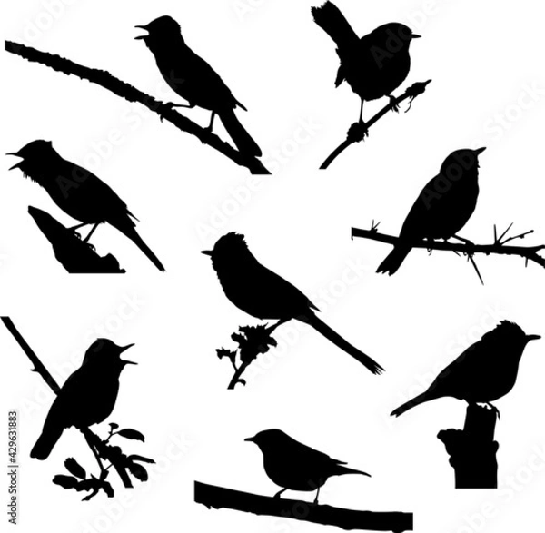Obraz Scrub Warbler Silhouette Vector Set