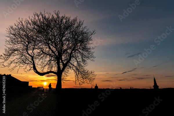 Obraz A majestic tree and a pedestrian silhouetted against the sunset.