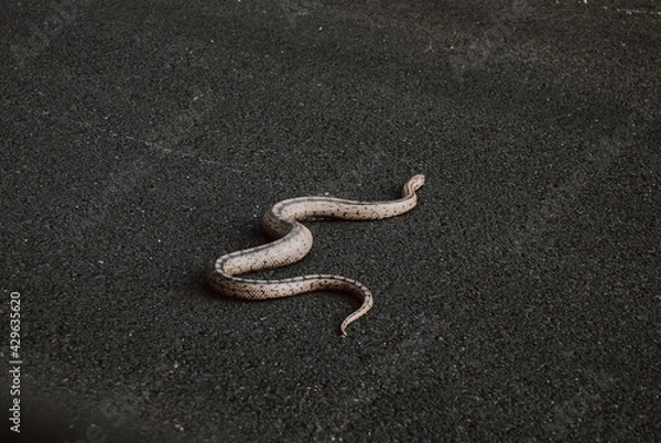 Obraz Snake on the hot asphalt of the road seen from the car.