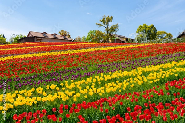 Fototapeta 大阪の堺・緑のミュージアム ハーベストの丘のチューリップ畑