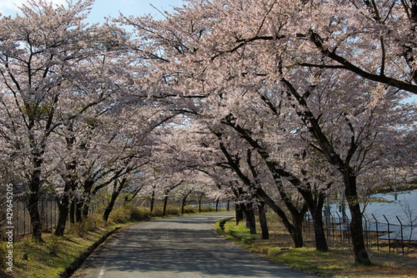 Fototapeta 道の両側から桜の枝が伸びて、まるで桜のトンネルのような風景