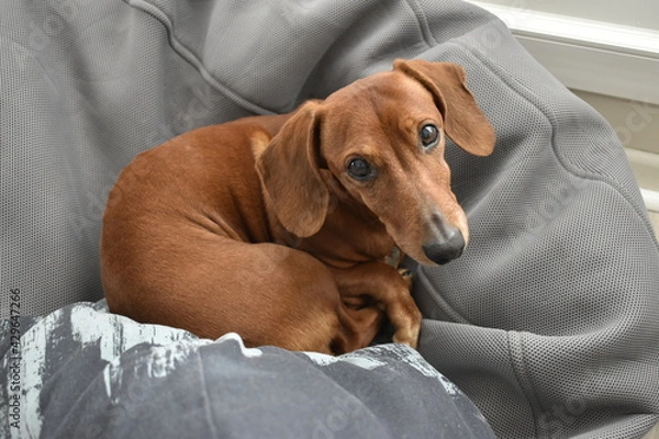 Obraz Dudley le teckel