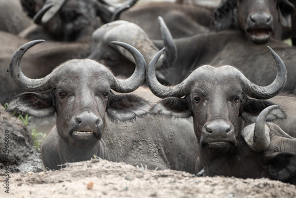 Obraz Cape Buffalo seen on a safari in South Africa