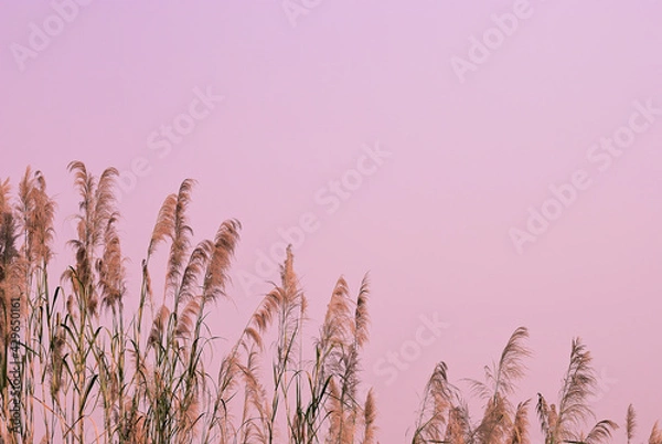 Fototapeta Soft gently wind grass flowers in aesthetic nature of early morning misty sky background. Quiet and calm image in minimal zen mood. Spring nature in pastel tone.