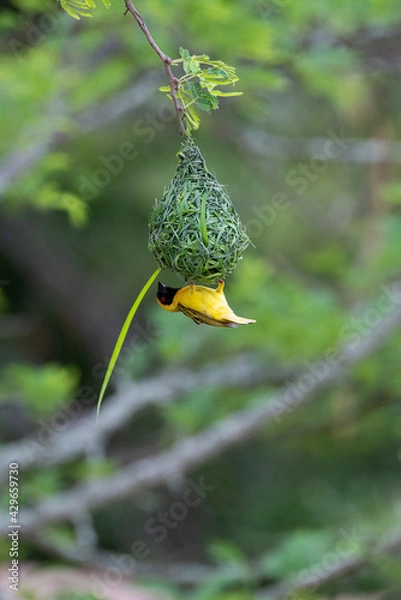 Fototapeta Masked Weaver bird making a nest on a safari in South Africa 