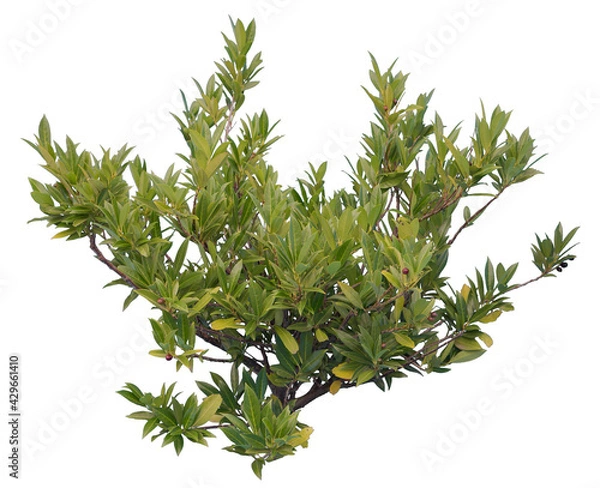Fototapeta Laurel shrub cutout, isolated plant on white background