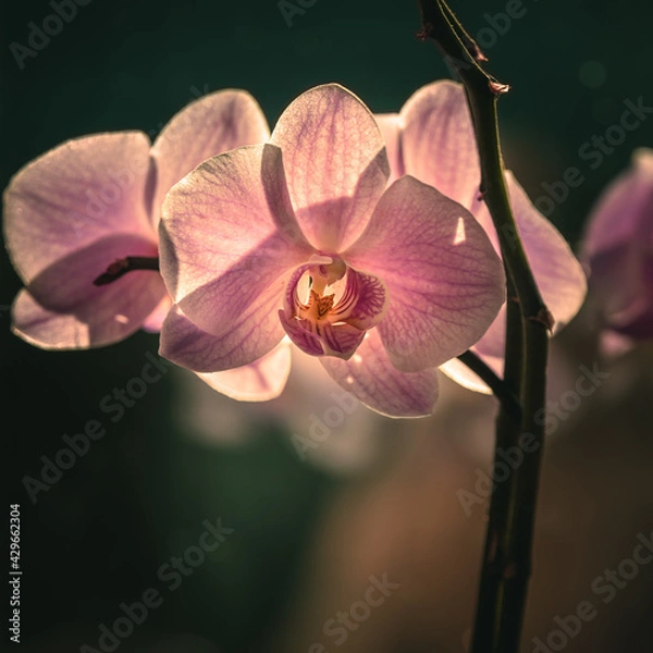 Obraz pink orchid flower