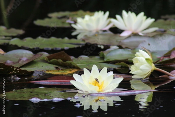 Fototapeta Fleur de Lotus