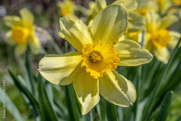 Fototapeta Yellow daffodils