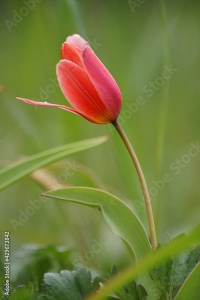 Obraz Red tulip growing in the garden (Tulipa)	