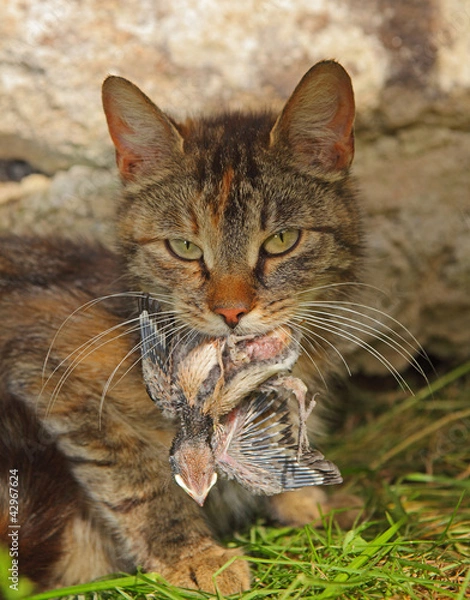 Obraz cat with a swallow
