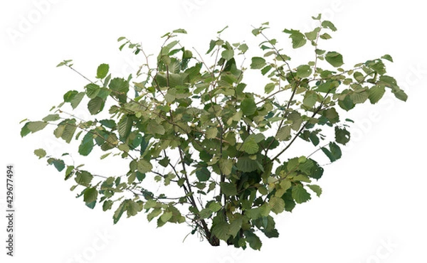 Fototapeta Common hazel bush isolated on white background