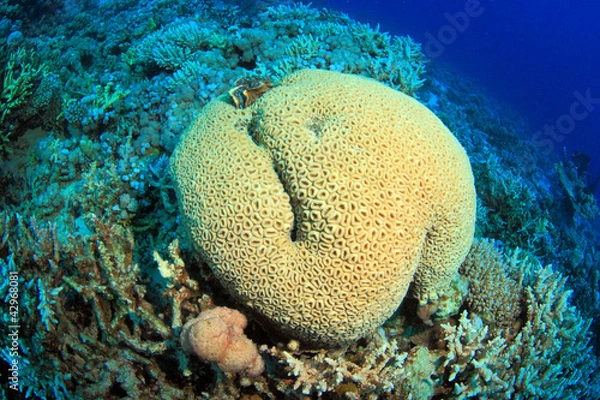 Fototapeta Diving in the Red Sea