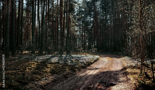Obraz path in the forest