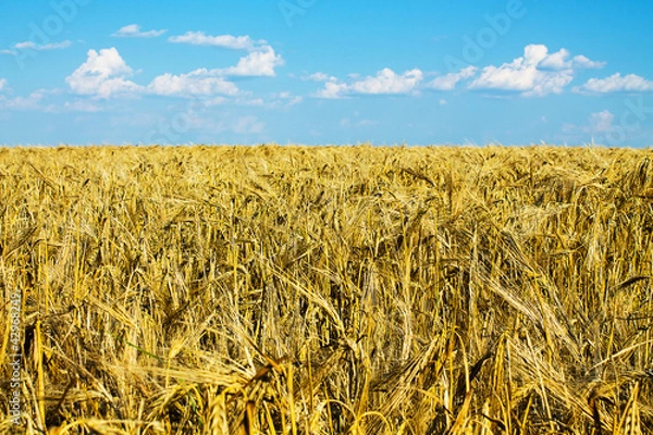 Obraz колосья пшеницы