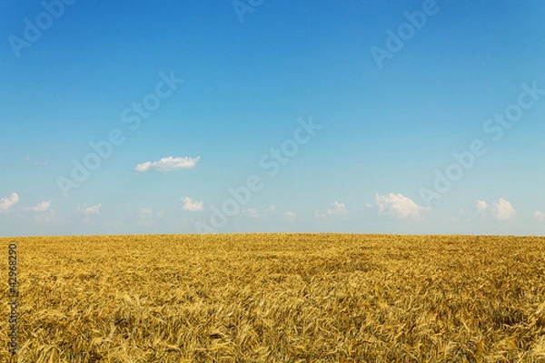 Obraz колосья пшеницы