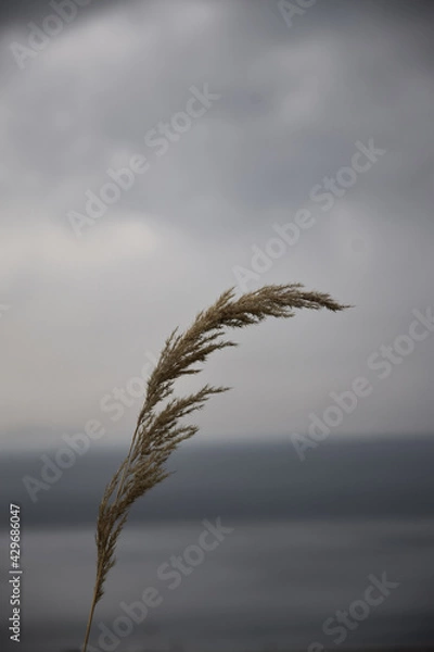 Obraz summerish nature 