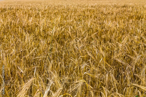 Obraz колосья пшеницы