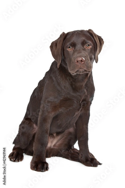 Obraz Chocolate Labrador