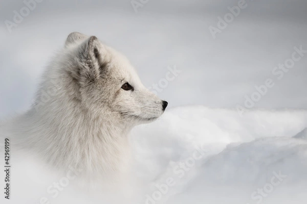 Obraz Arctic Fox