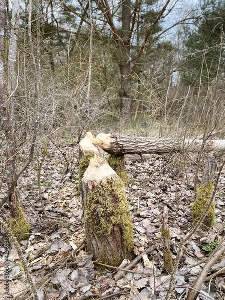 Obraz tree damaged, gnawed by beavers, tree trunk plucked in a characteristic way