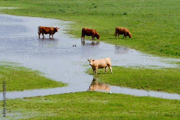Obraz Cows on flooded farmland