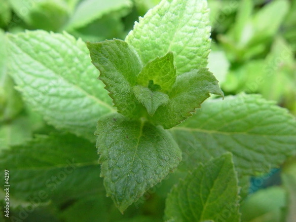 Fototapeta Menthe