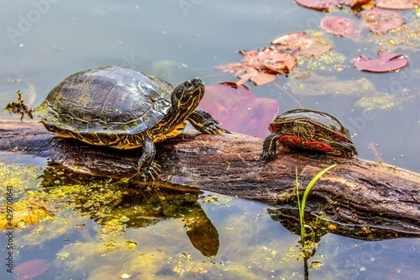 Obraz turtles on a log in pond