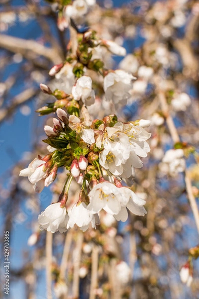 Obraz Spring Blossoms on Tree with blue sky