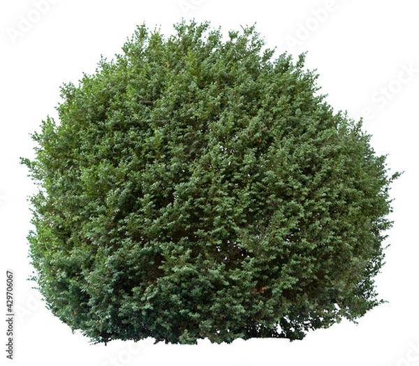 Obraz Deciduous bush isolated on white background