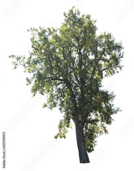 Fototapeta Tulip poplar tree in autumn isolated on white background